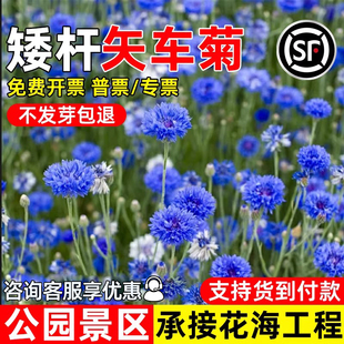 矢车菊花种子四季播撒花籽公园景区花海工程多年生野花组合花种籽