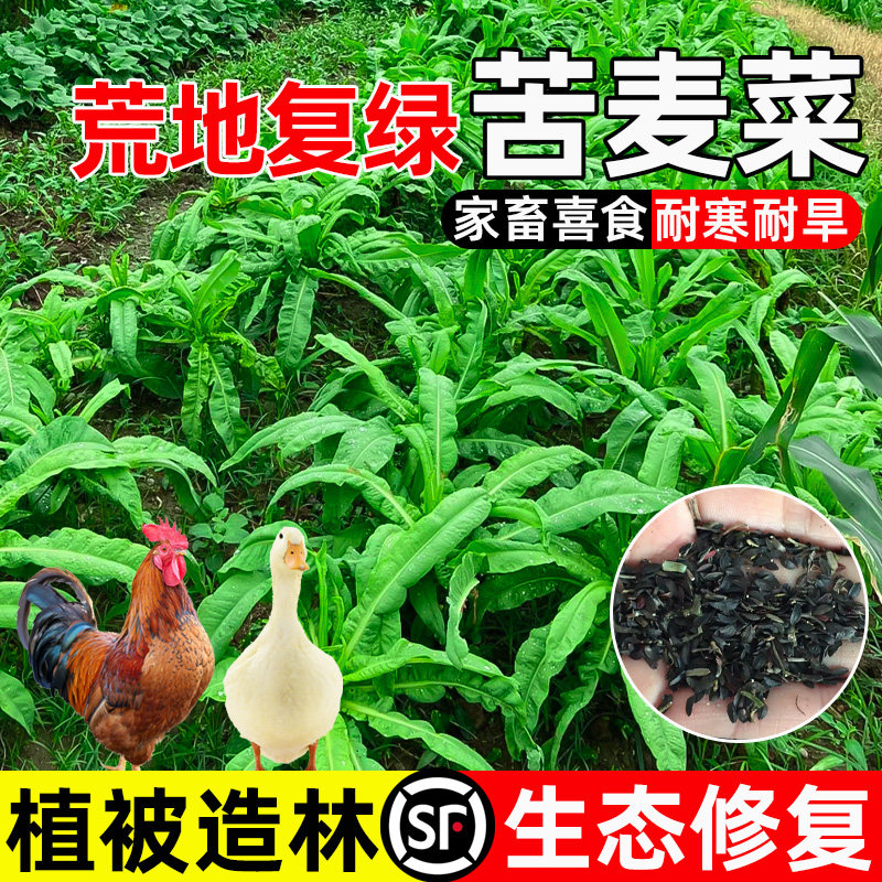 苦麦菜家畜喜食畜牧养殖叶大多汁
