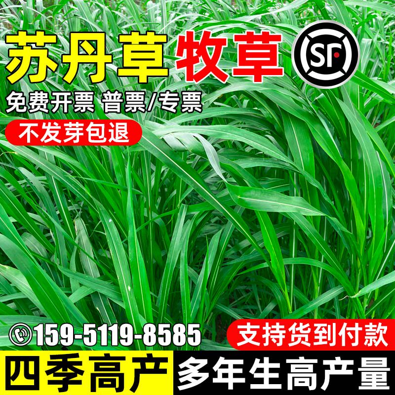 苏丹草四季高产畜牧喂养鱼草种籽