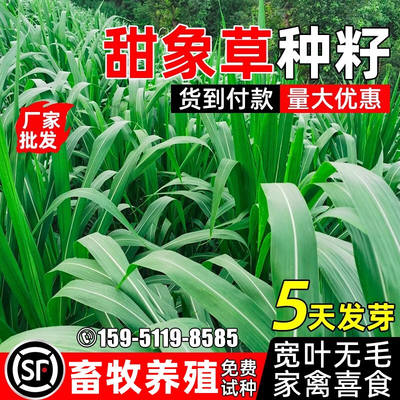甜象草四季高产畜牧养殖宽叶无毛
