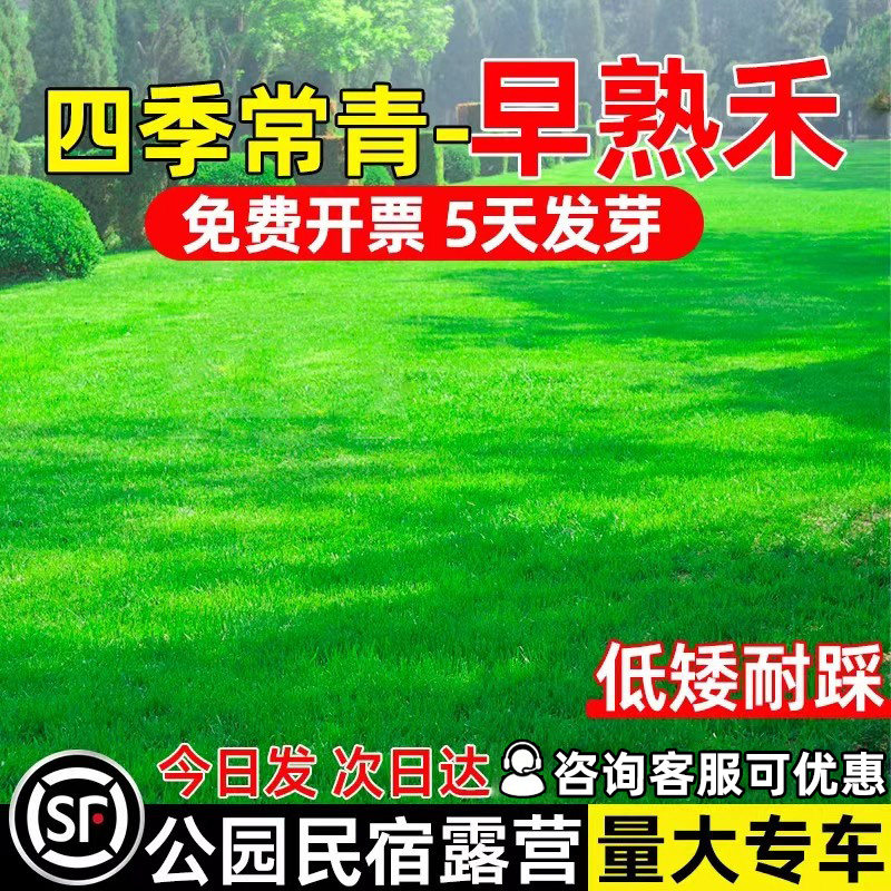 早熟禾草坪草籽耐寒种子公园民宿