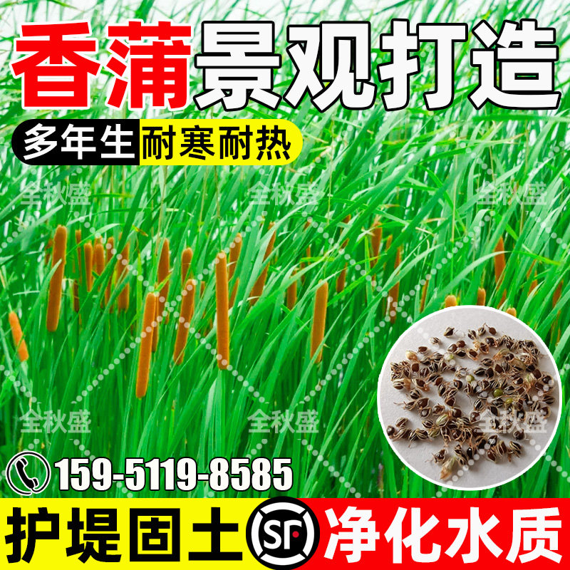 香蒲种子多年生护坡固土草籽耐旱耐热景观绿化打造水生水菖蒲种籽