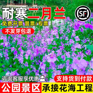 二月兰花籽四季播种耐阴耐寒花种子公园景区花海工程多年生花种籽
