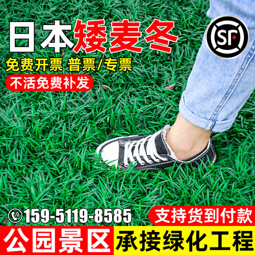 麦冬草苗别墅庭院园林绿化四季青