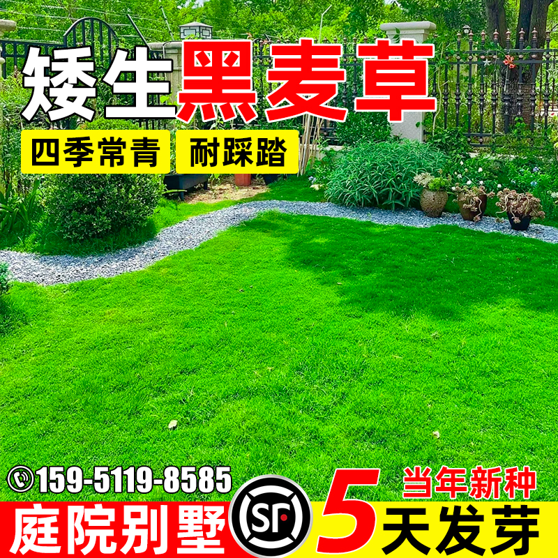 黑麦草四季常青庭院别墅草坪种子