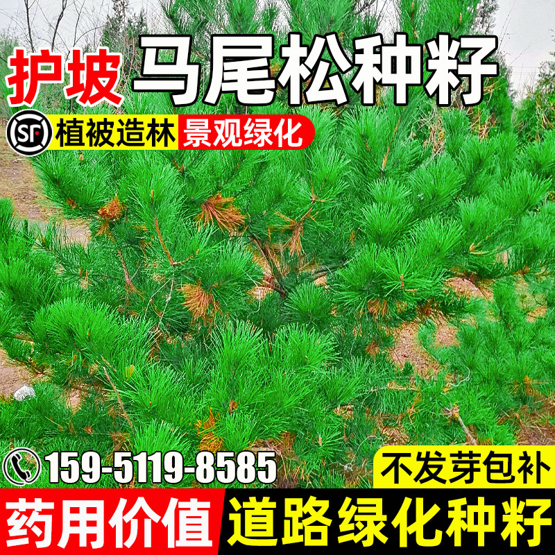 马尾松植被造林景观绿化道路绿化