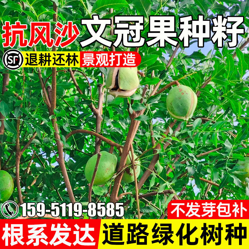 文冠果种子护坡固土道路绿化观赏