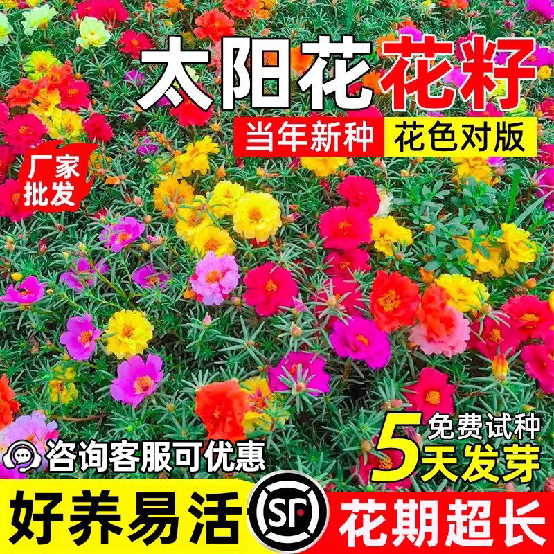 重瓣太阳花花种籽四季播种花籽耐寒耐旱庭院别墅野花组合花卉种子