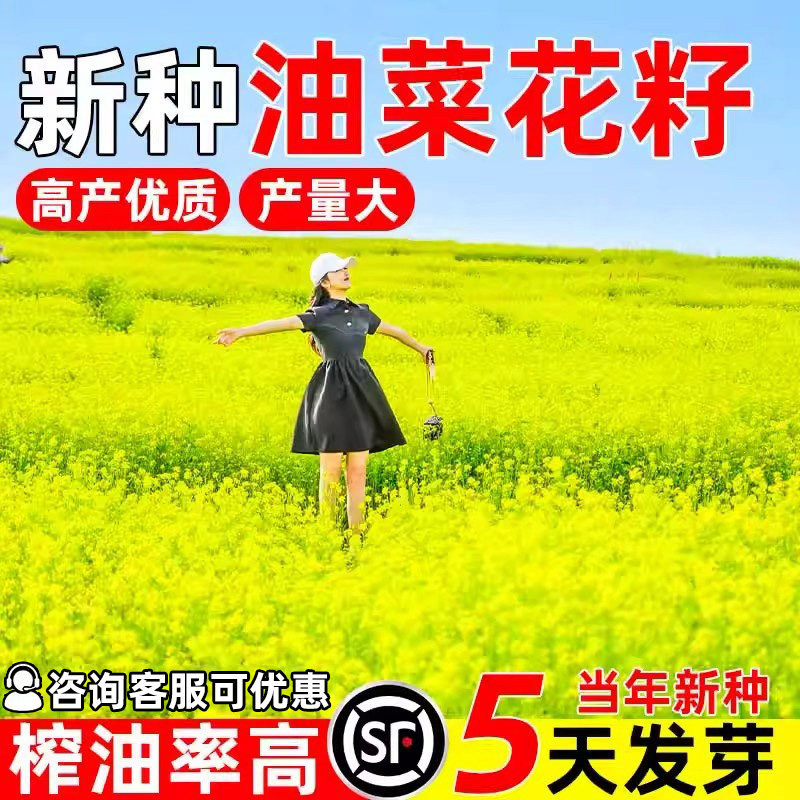 油菜花种籽花海种孑四季播种高产