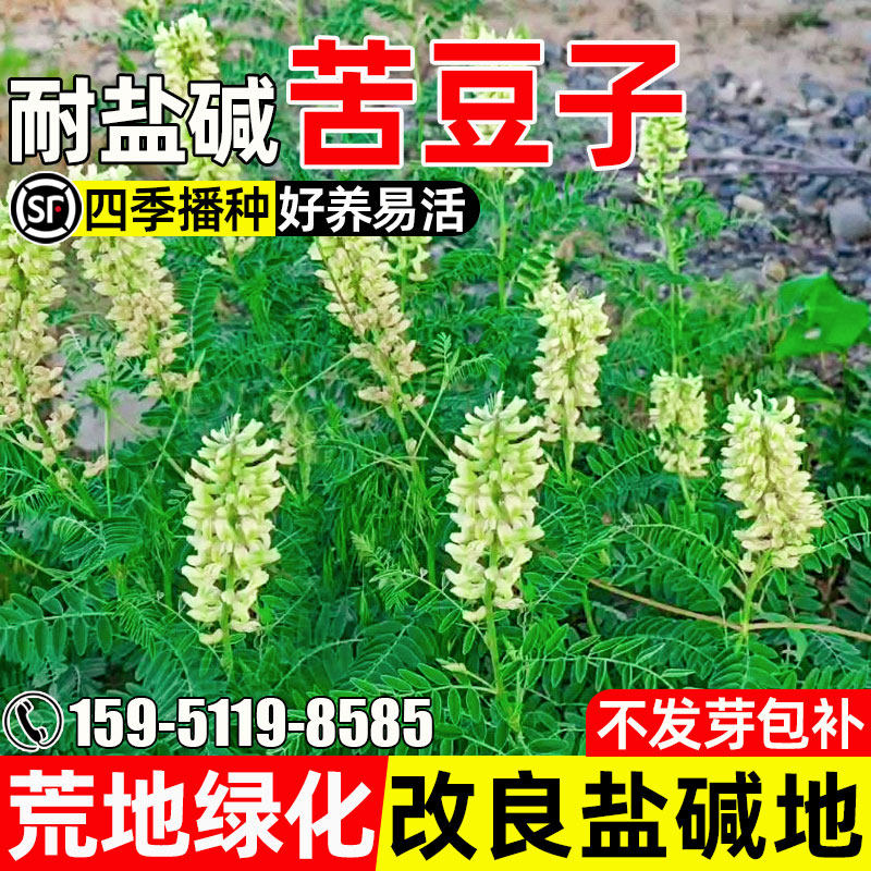 苦豆子生态修复水土保持荒地绿化