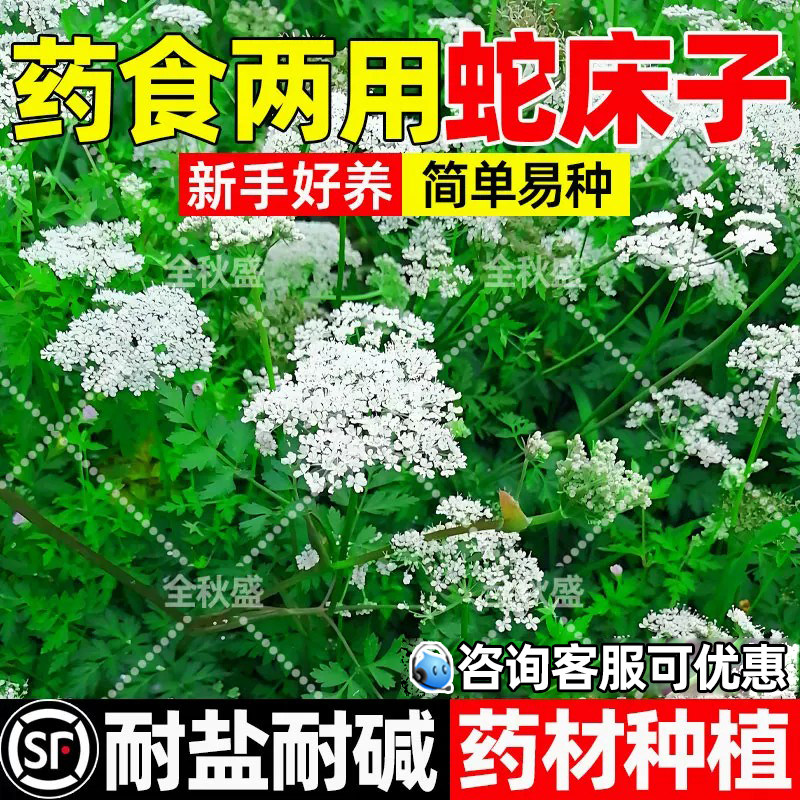 蛇床子耐盐耐碱药食两用生态修复