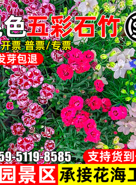 五彩石竹花种子四季播种耐旱花籽公园景区花海工程野花组合花种籽