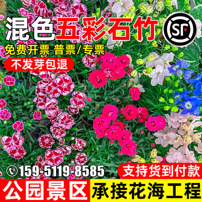 五彩石竹花种子公园花海野花组合