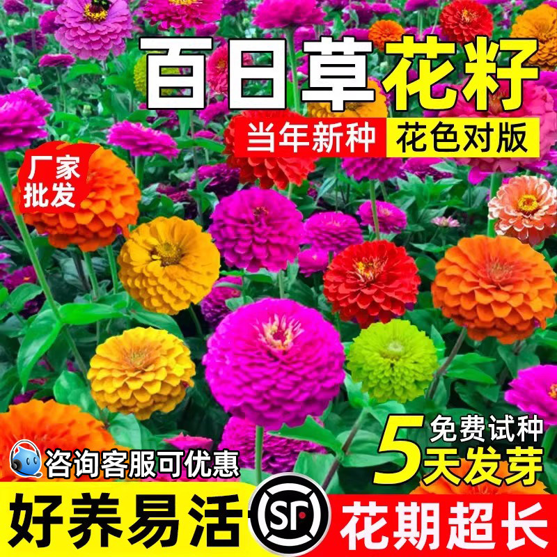百日草花籽四季播种步步高花种耐寒耐旱花海工程野花组合花卉种子