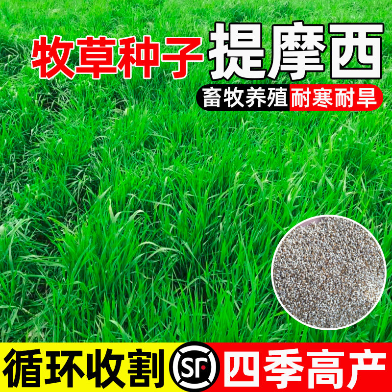 提摩西畜牧养殖循环收割四季高产