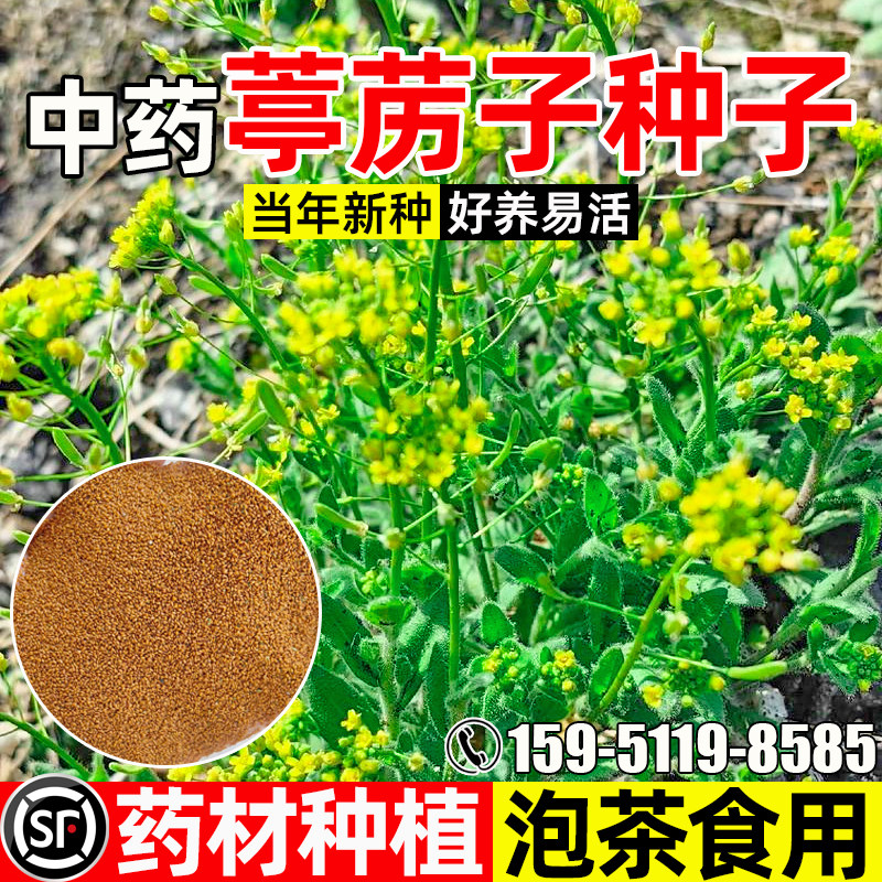 葶苈子种子云南野生中药药食两用