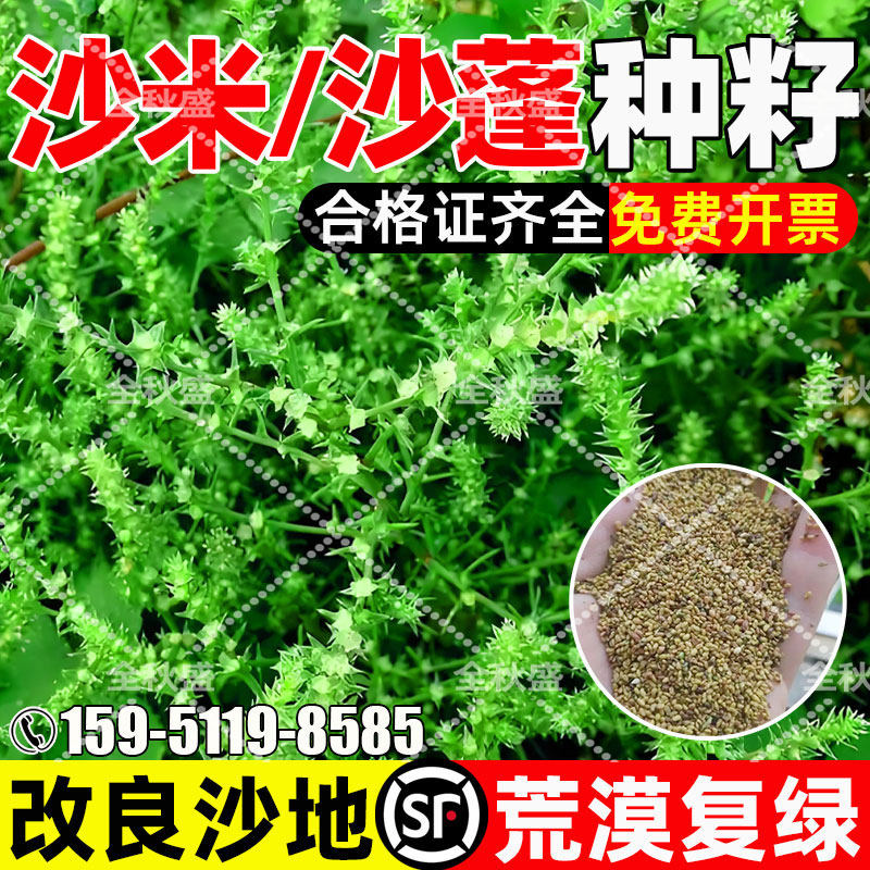 沙米沙蓬荒漠复绿生态修复耐贫瘠