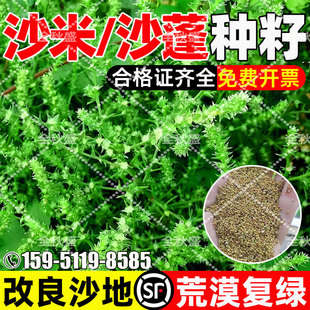 沙米种子护坡固土沙蓬种籽荒漠复绿生态修复耐贫瘠改良盐碱地草籽