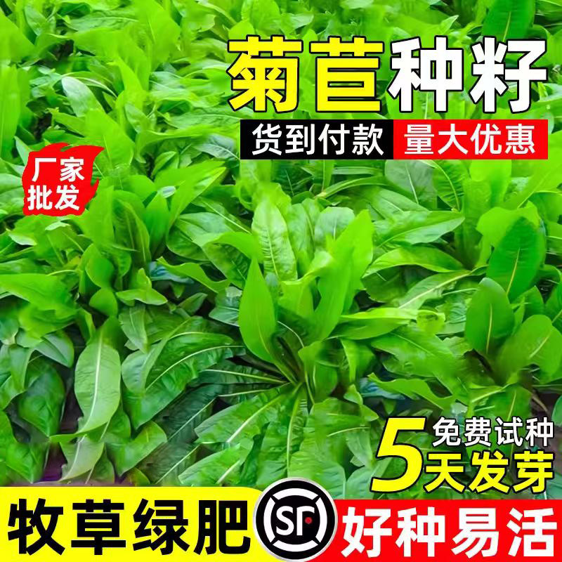 大叶将军菊苣种籽四季高产多年生畜牧养殖多茬收割高蛋白牧草种子