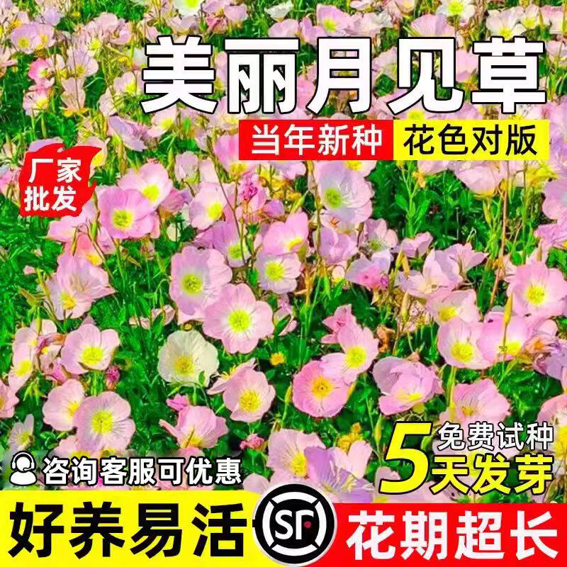 美丽月见草花籽四季播种公园花海