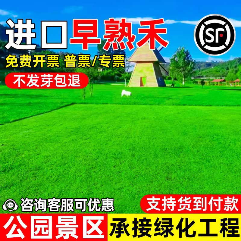 早熟禾草坪种子四季常青公园景区