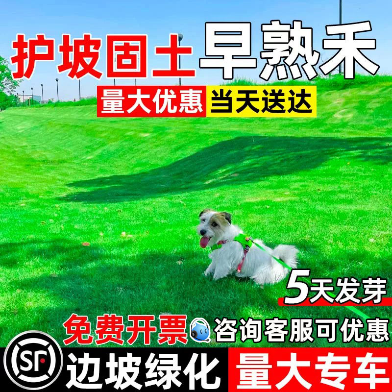 早熟禾草坪种子四季常青护坡固土