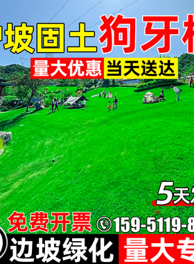 狗牙根草籽护坡固土种籽四季常青耐热耐旱边坡工程复绿草坪草种子