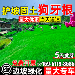 狗牙根草籽护坡固土种籽四季常青耐热耐旱边坡工程复绿草坪草种子