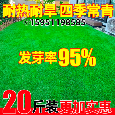 草坪草籽四季常青护坡固土狗牙根