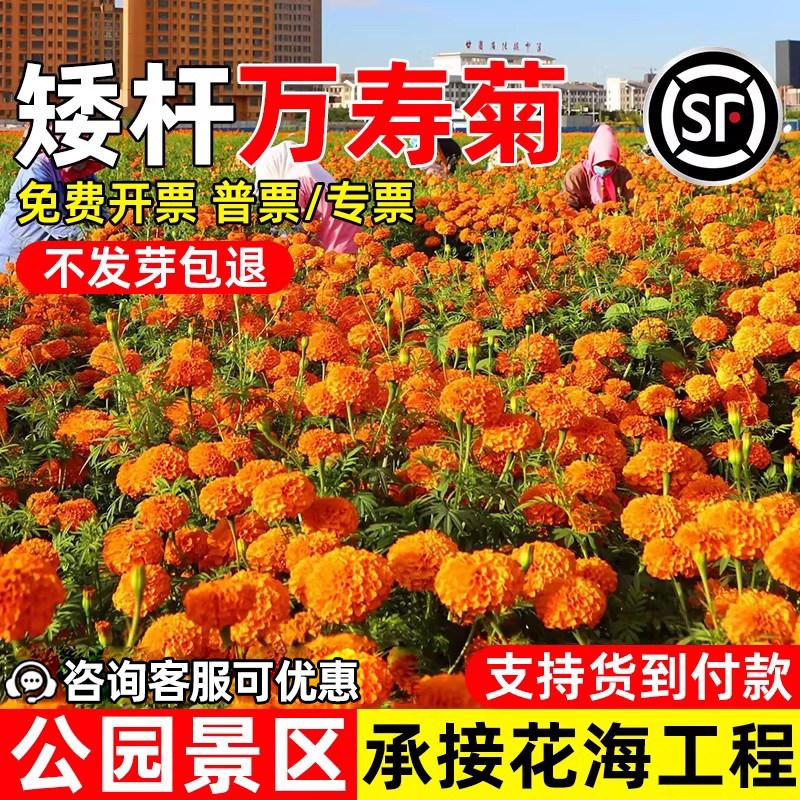 万寿菊花籽公园花海景观室外植物