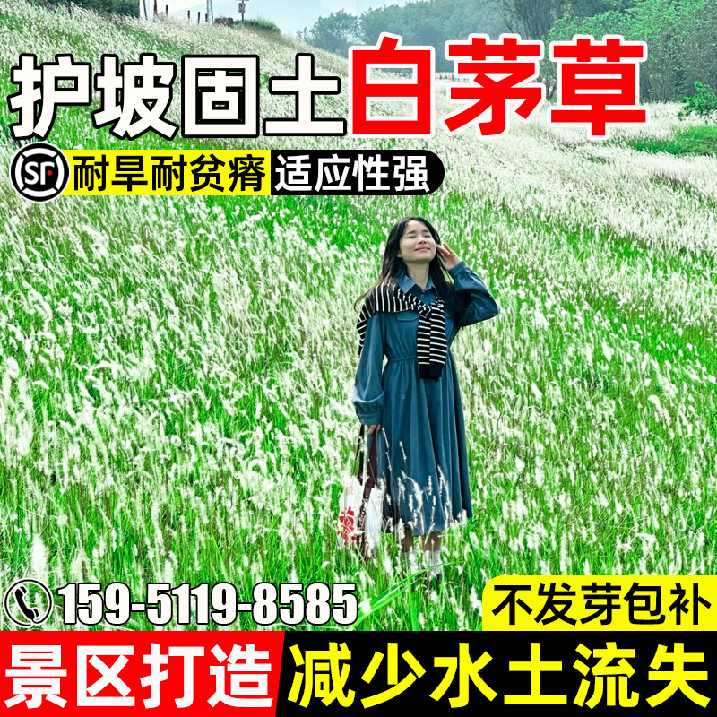 白茅草种籽园林道路景观观赏绿化