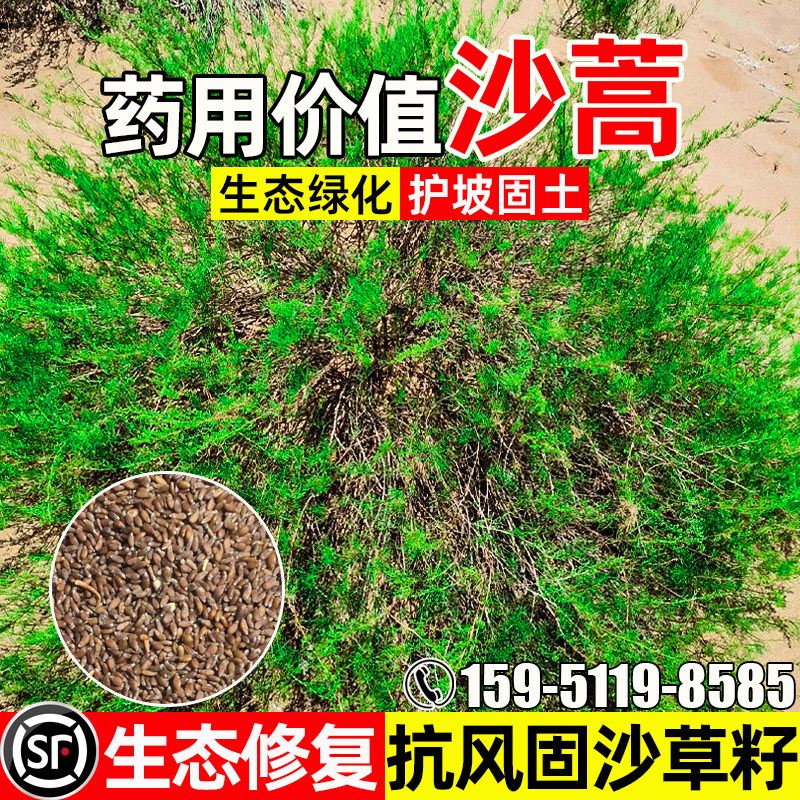 沙蒿种子护坡固土防风固沙绿化