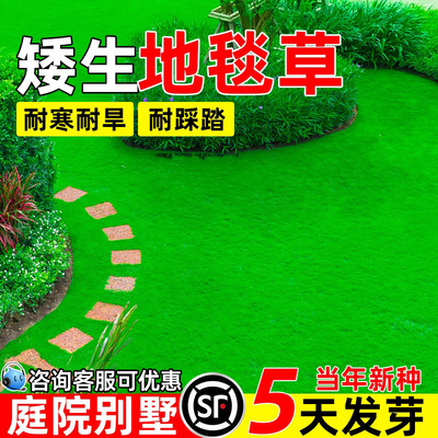 地毯草免修剪四季常青庭院别墅