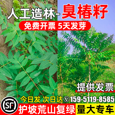 臭椿种籽护坡固土荒山复绿耐贫瘠