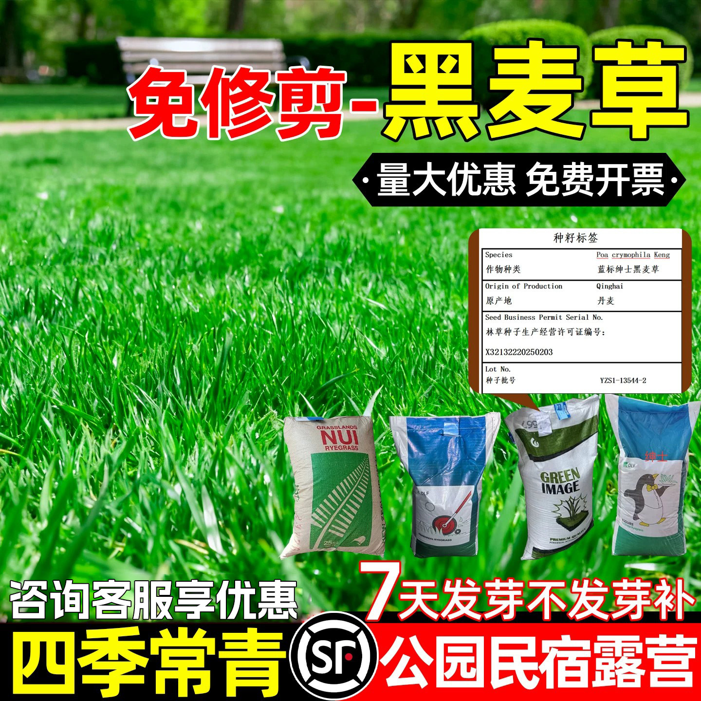 四季常青黑麦草民宿露营景区绿化
