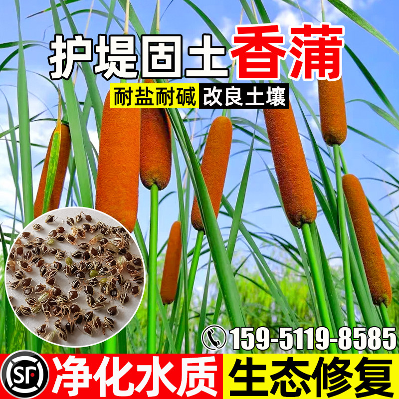 香蒲种子耐寒耐涝护堤固土草籽净化水质生态修复景观装饰绿化种籽