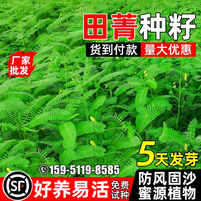 多年生田箐种子盐碱土壤果园绿肥