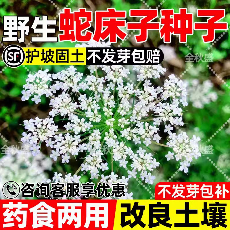 蛇床子护坡固土改善土壤胡萝卜子