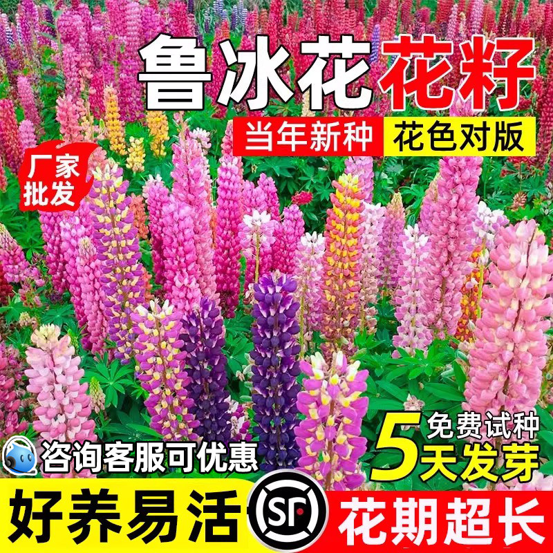 鲁冰花种籽公园庭院花海四季播种