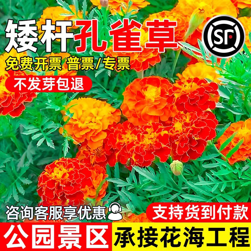 孔雀草公园景区花海工程花卉种子