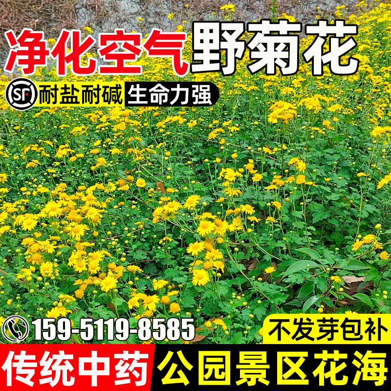 野菊花种子泡茶公园道路美化花籽