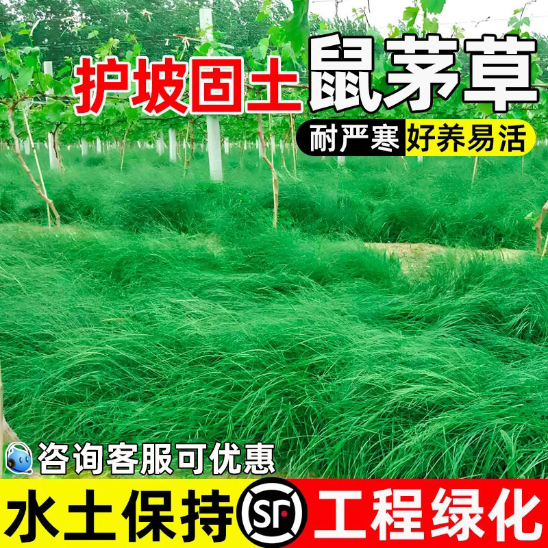 鼠茅草护坡固土果园绿肥工程绿化