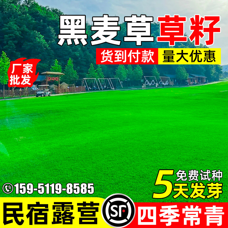 四季常青黑麦草民宿露营景区绿化
