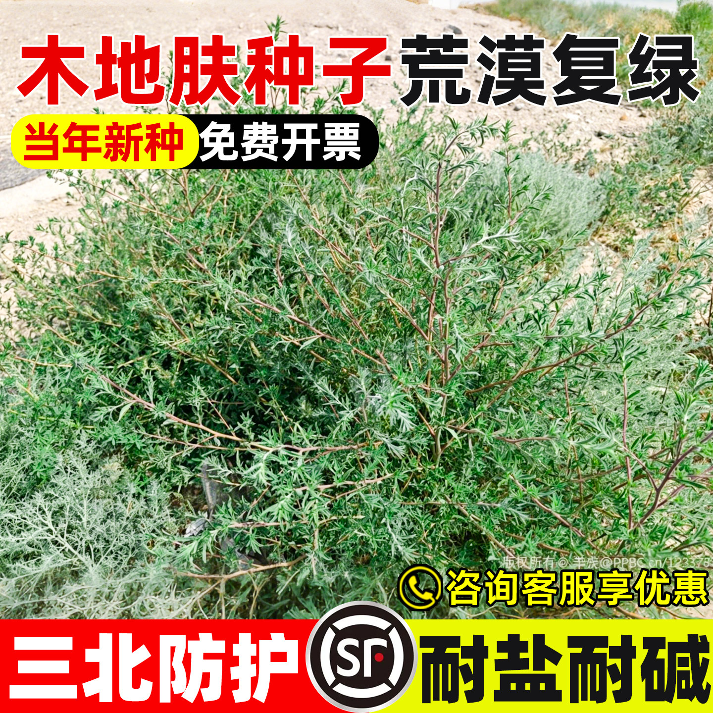 木地肤草种子护坡固土抗风沙绿化