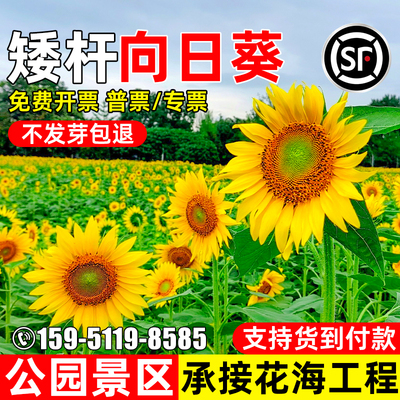 向日葵花籽四季播种公园景区花海
