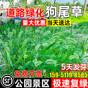 狗尾草草籽种子披碱草野草种杂草种籽耐旱荒山绿化护坡牧草多年生