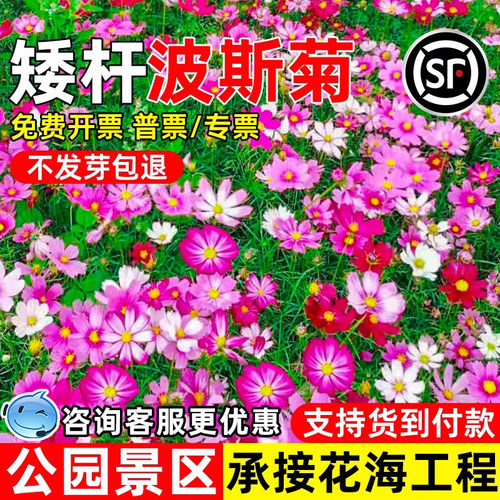 波斯菊花种子格桑花公园景区花海