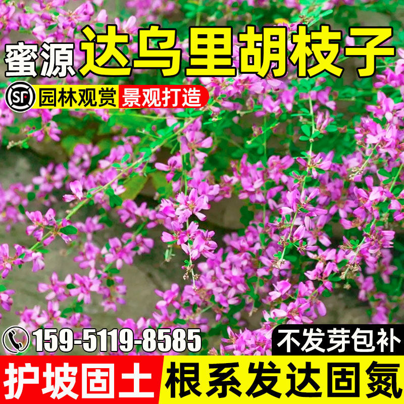 达乌里胡枝子种子多年生护坡固土灌木草籽蜜源固氮景观绿化草种籽