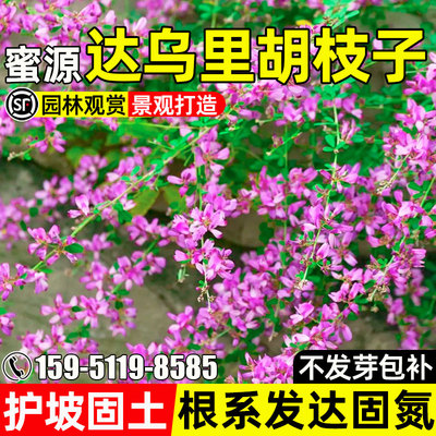 达乌里胡枝子护坡固土蜜源固氮