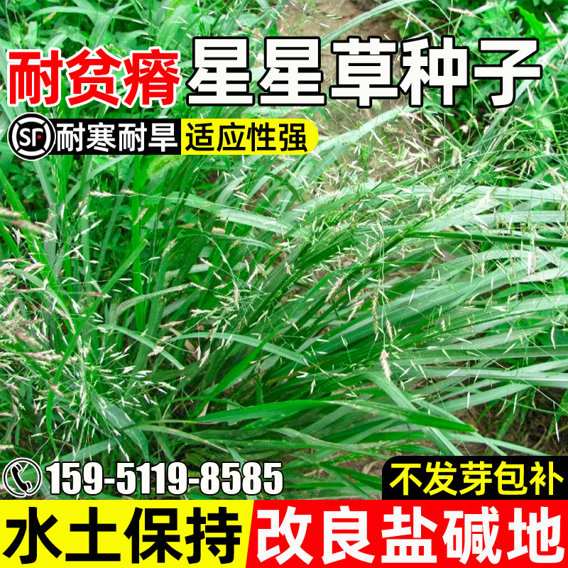 星星草种籽多年生护坡固土抗风沙